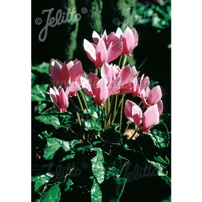 Picture of Cyclamen - Neapolitanum Mixed